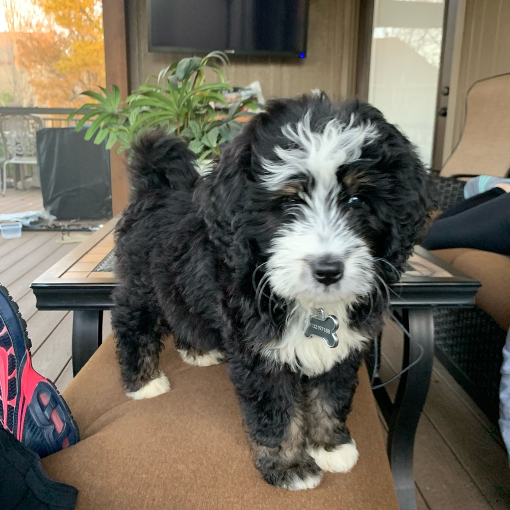 Meet your Posher, Piper